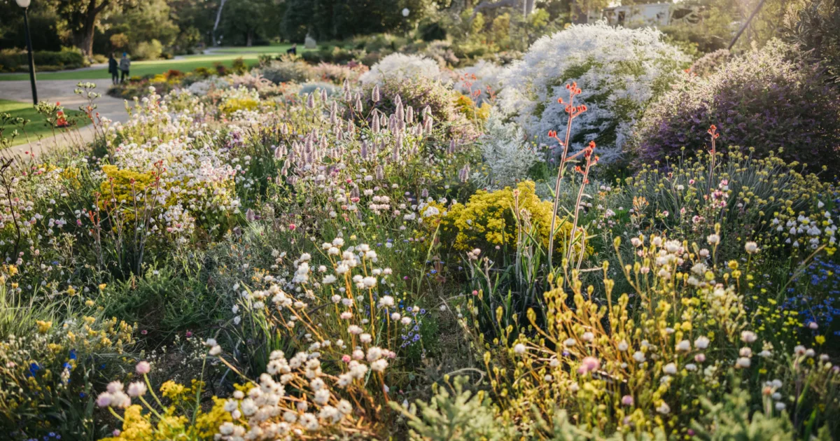Wildflowers Kings Park