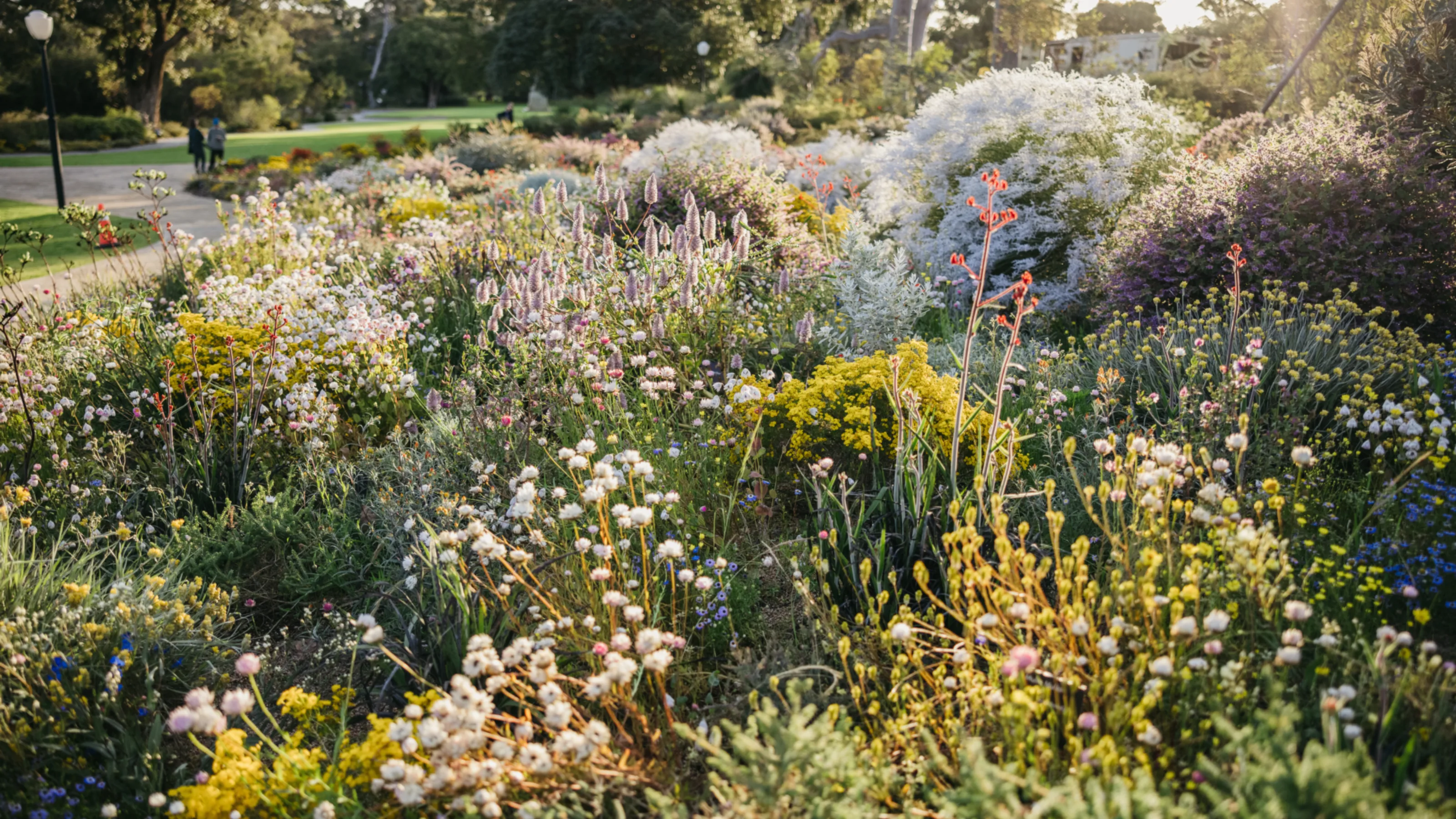 Wildflowers Kings Park