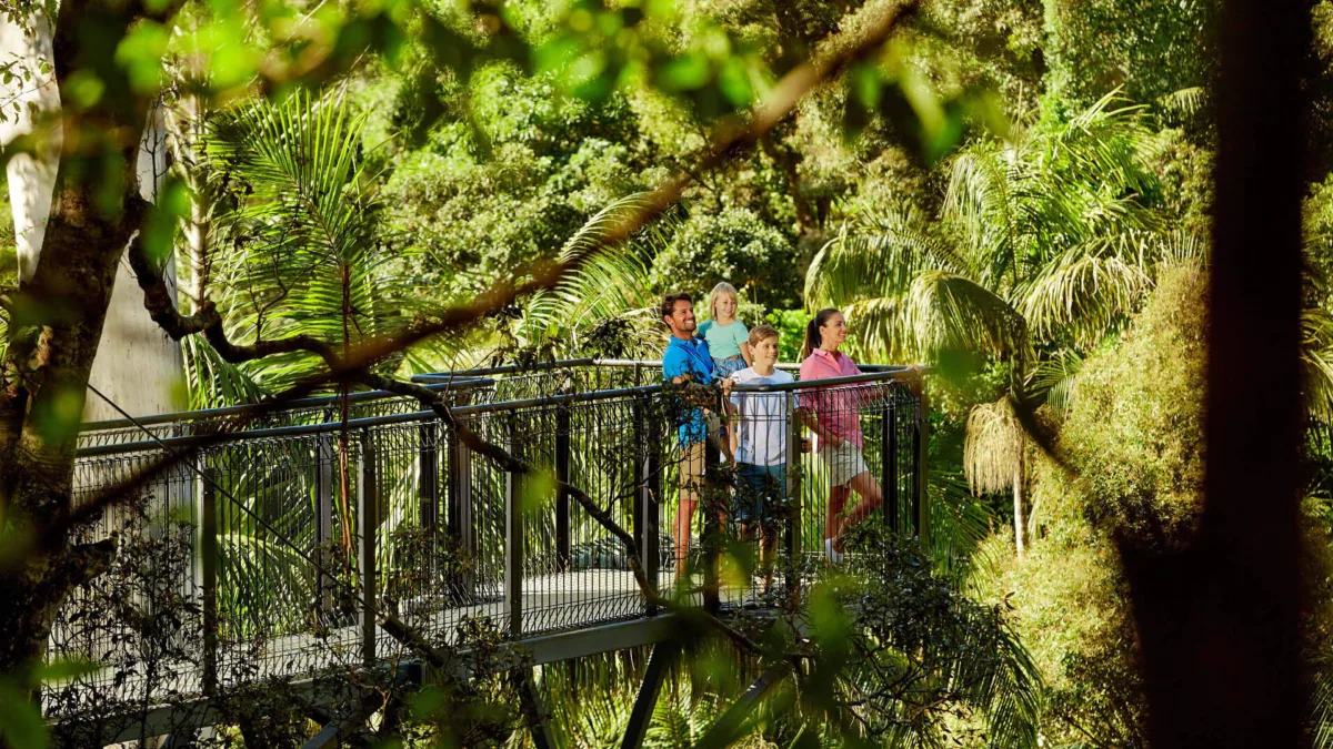 Treetop Walk