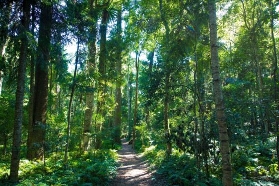 Bunya Mountains National Park. Image Credit: TEQ