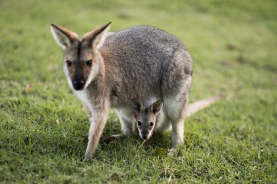 Wallabies in Bunya Mountains. Image credit: TEQ