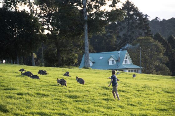 A child walks across a grassy hillside surrounded by grazing kangaroos and wallabies near a cottage in the Bunya Mountains.