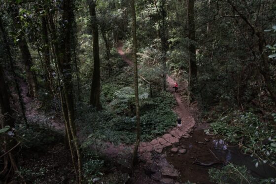 People walking through Bunya Mountains National Park. Image credit: TEQ