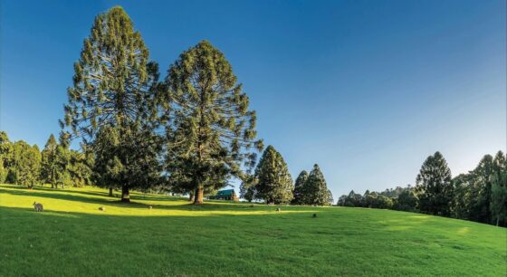 Tall Bunya pines in Bunya Mountains. Image Credit: Queensland Country Tourism
