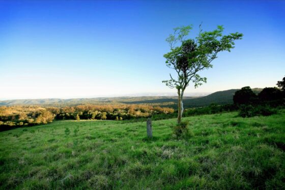 Ravensbourne National Park. Image Credit: Queensland Country Tourism