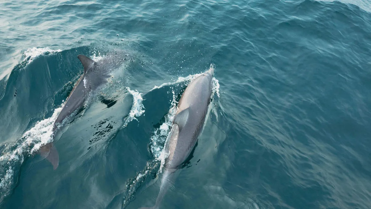 Shoal Bay Port Stephens