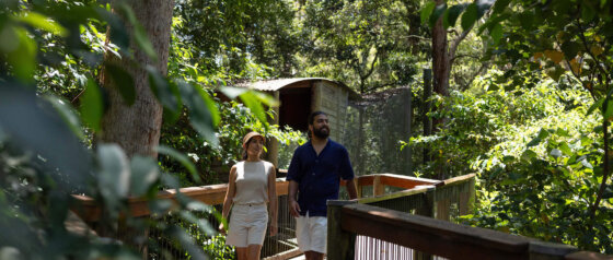 Blackbutt Reserve Newcastle Boardwalk