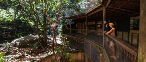 Blackbutt Reserve Newcastle