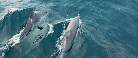 Shoal Bay Port Stephens
