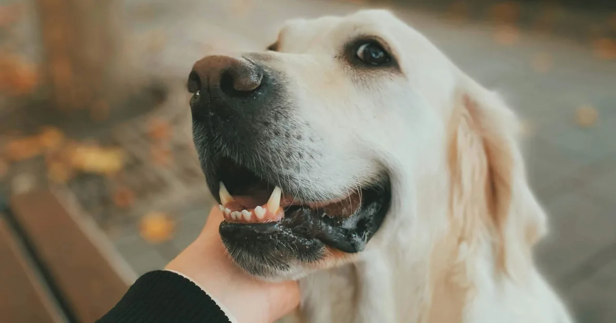 Dog Accommodation