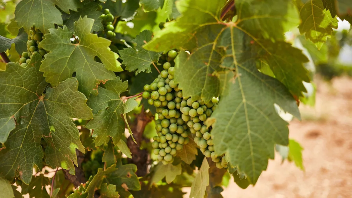 The Zin House Eurunderee