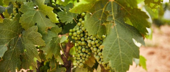 The Zin House Eurunderee