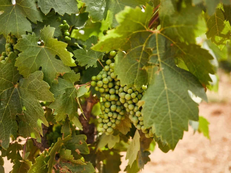 The Zin House Eurunderee