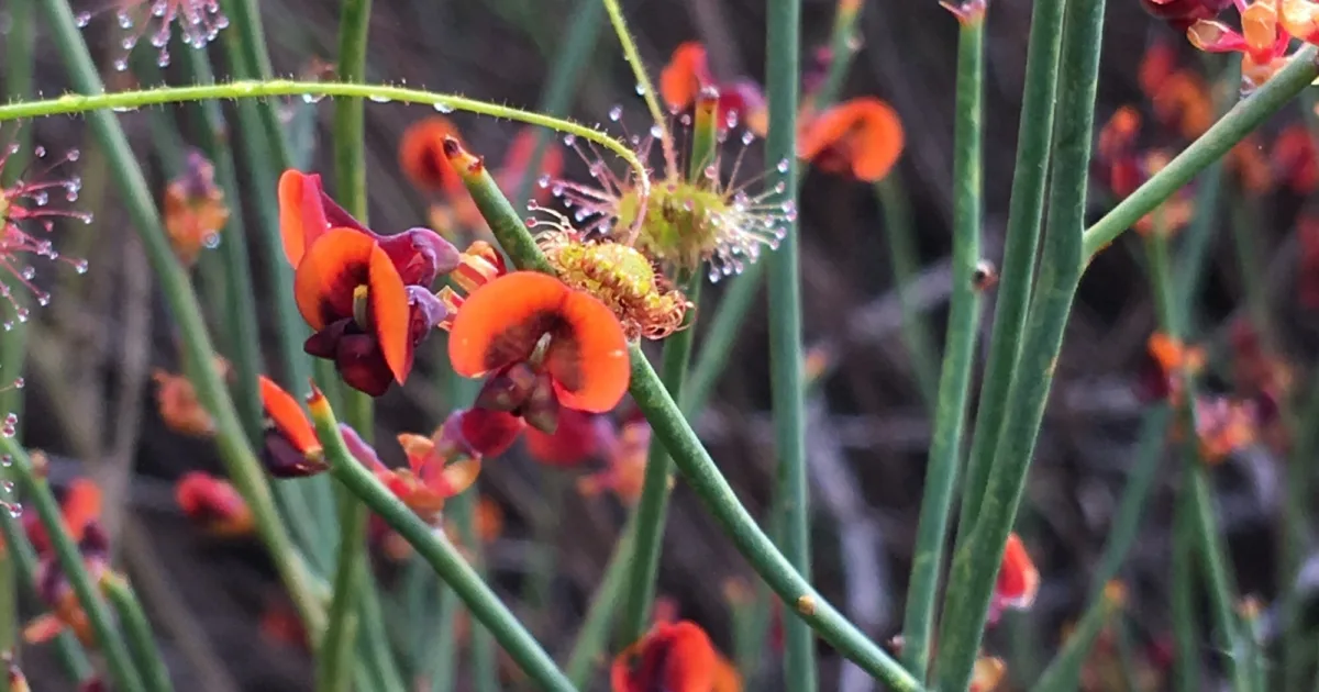 Wildflowers Toodyay