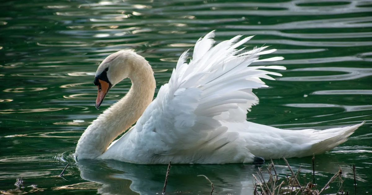 White Swan