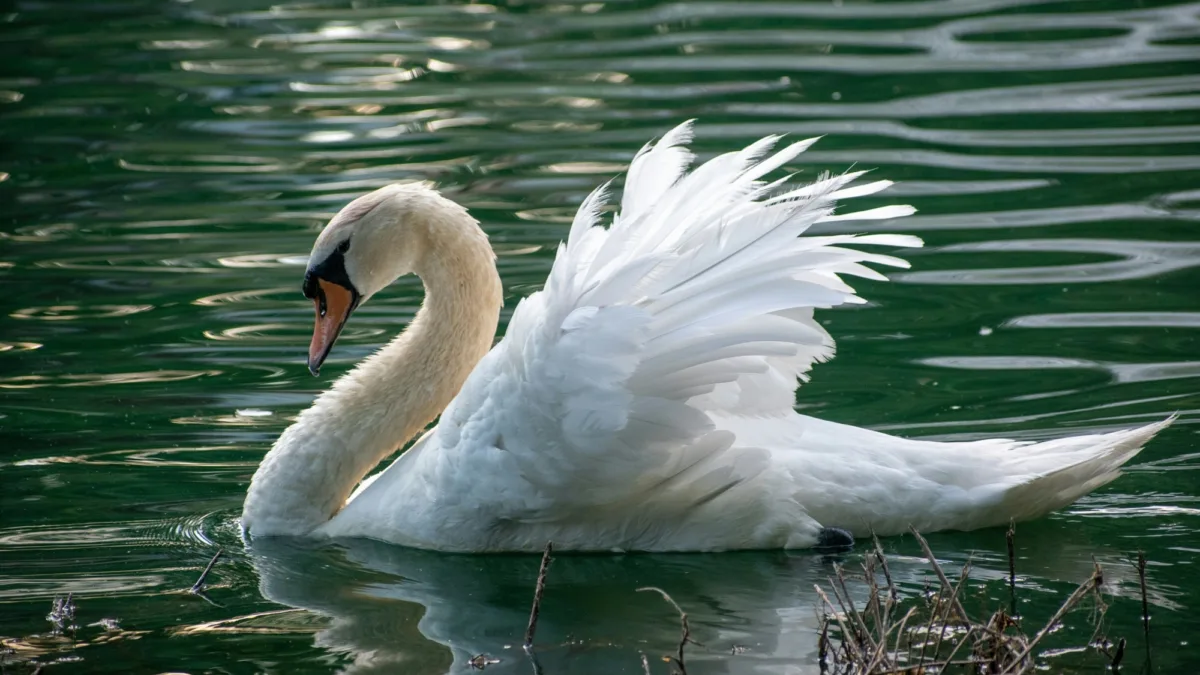 White Swan
