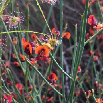 Wildflowers Toodyay