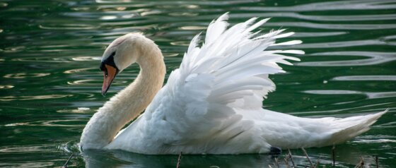 White Swan