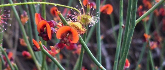 Wildflowers Toodyay
