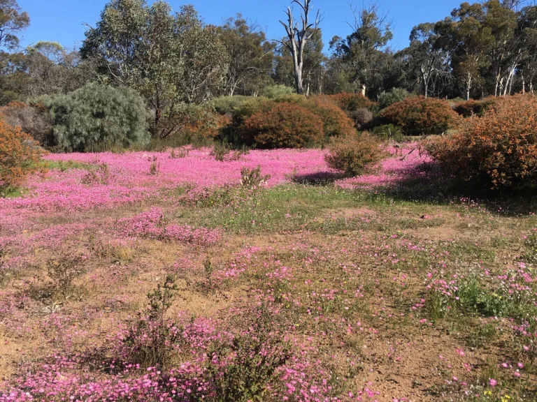 Rhodanthe sp Toodayay