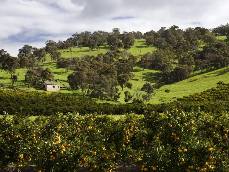 The Chittering Valley Fields