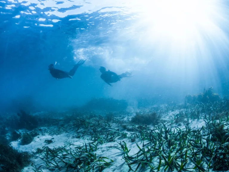 Bushrangers Bay Shell Cove