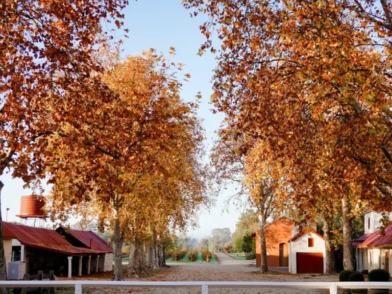 Autumn at Tahbilk Winery