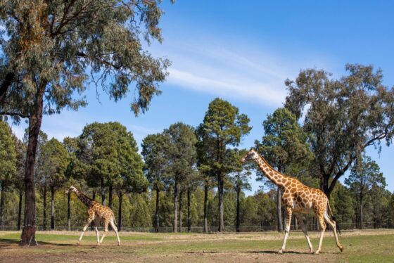 Zoofari animals in Taronga Western Plains Zoo.