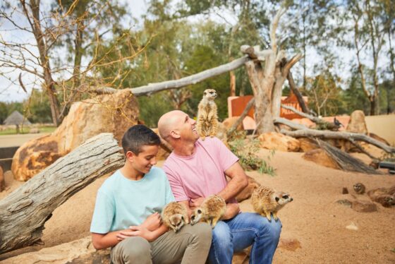 Father and son enjoying a meerkat encounter at Taronga Western Plains Zoo.