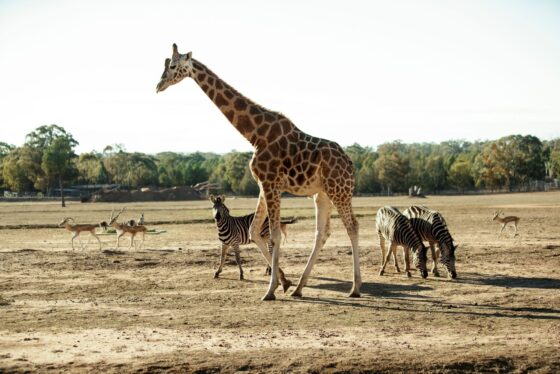 Zoofari animals in Taronga Western Plains Zoo