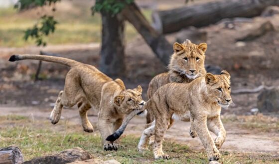 Three young lion cubs exploring their habitat at Taronga Western Plains Zoo in Dubbo, New South Wales.