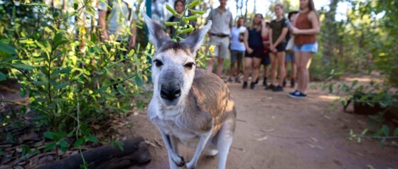 Agile Wallaby Encounter