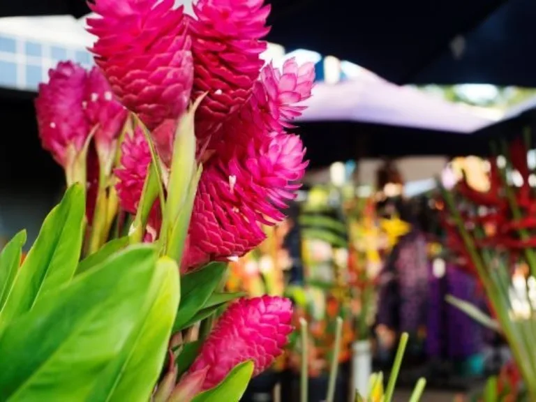 Parap Village Markets