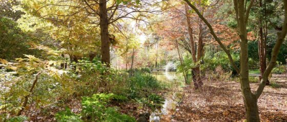 Red Cow Farm Open Garden Sutton Forest