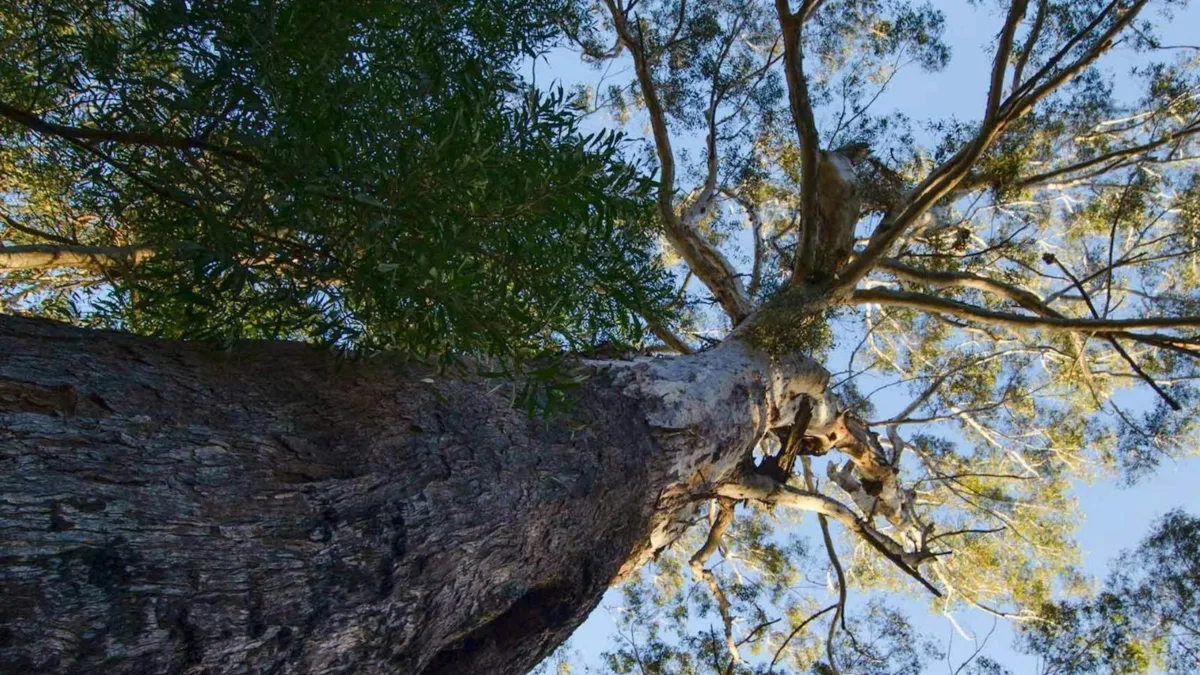 Laurieton Riverside Walk Image Credit Visit NSW
