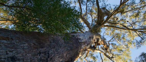 Laurieton Riverside Walk Image Credit Visit NSW