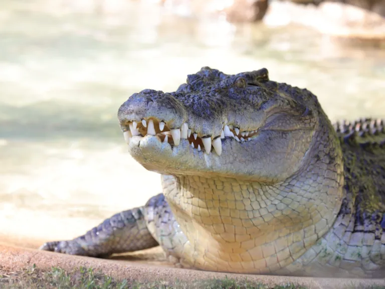 Billabong Zoo Port Macquarie